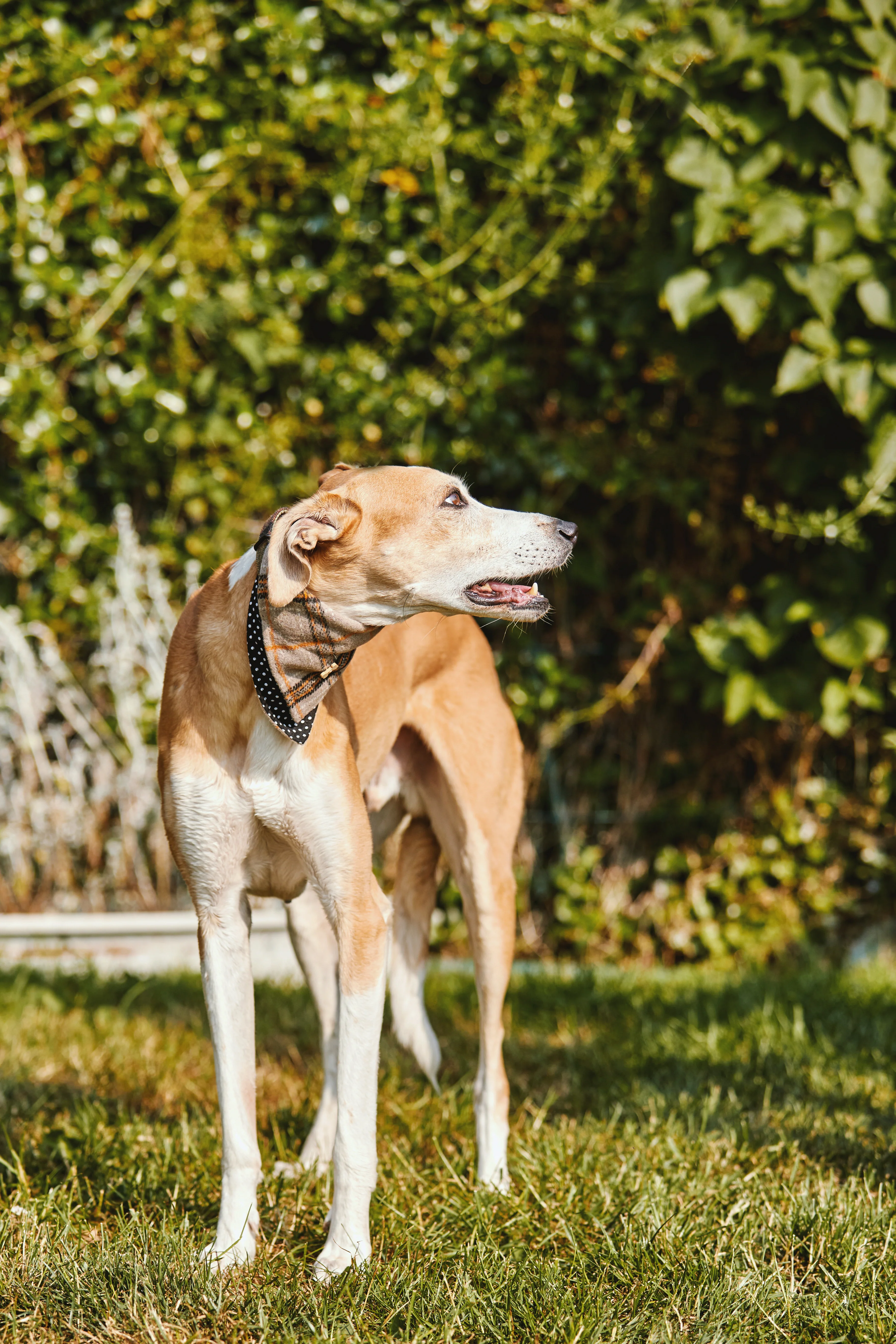 Fado Tarta Dog Bandana - Image 3